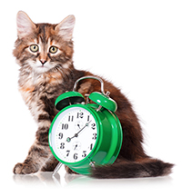 Clinic Hours at Rushville Veterinary Clinic in Rushville IL