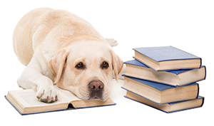 Having a Solid Knowledge Base is Just as Important As Food and Water for Your Pets